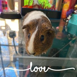 Meet your Posher, Alana